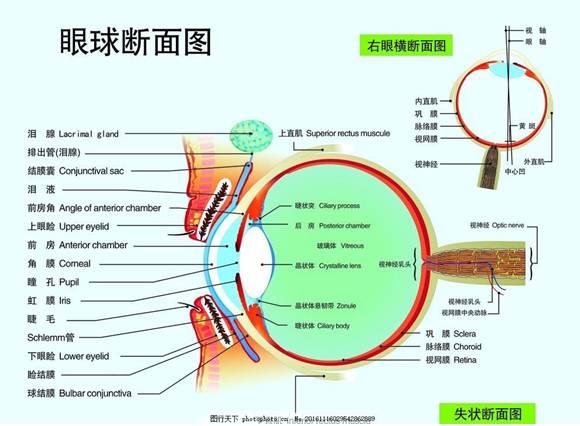 学济宁验光师培训基础知识※眼的解剖和生理