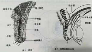 正真视光|http://www.zhengzhensg.com/