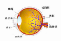 山东验光师配镜培训学校分享眼球的基础知识